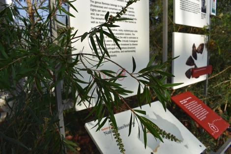 Feather-leaved banksia Kew Gardens
